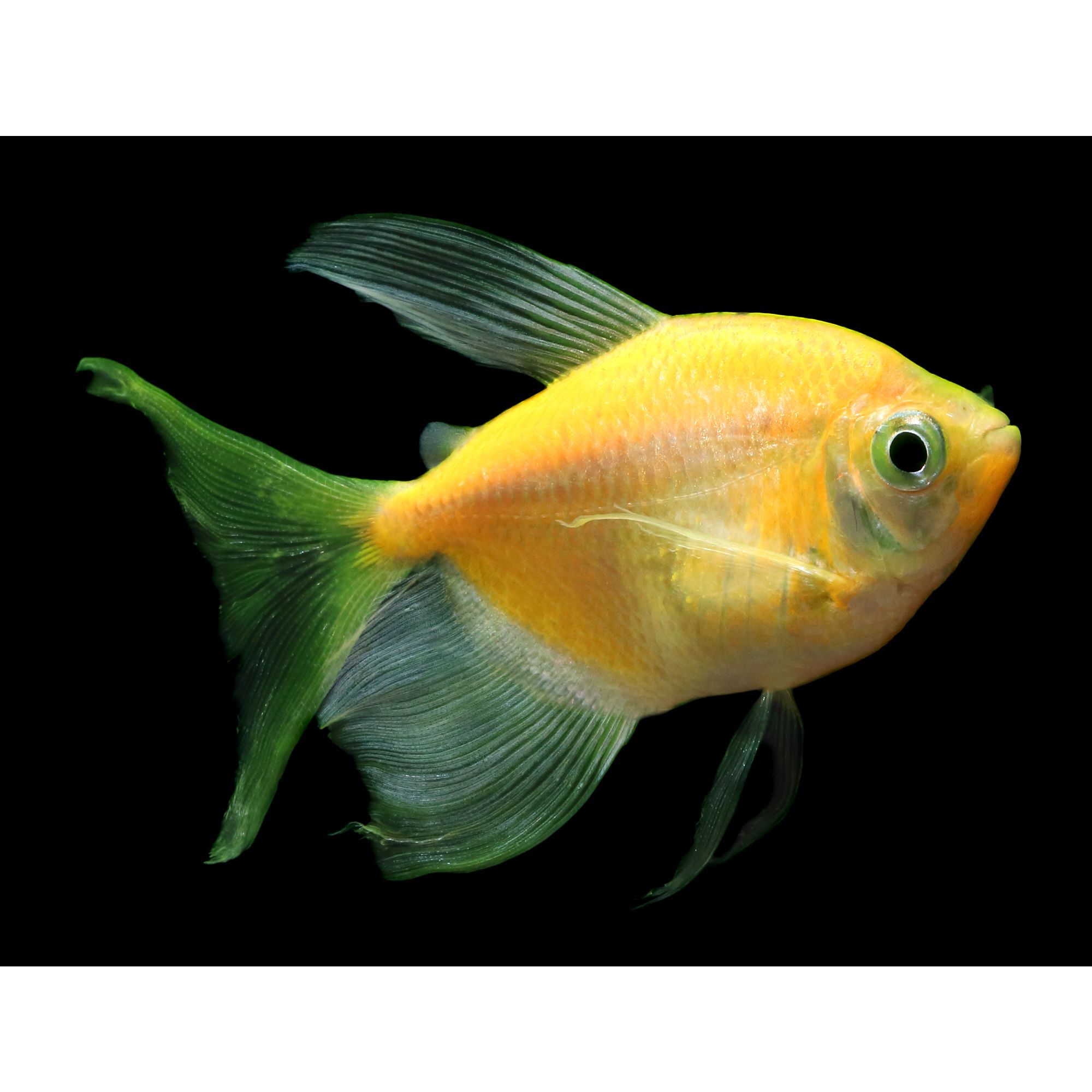 GloFish® Sunburst Orange Longfin Tetra 