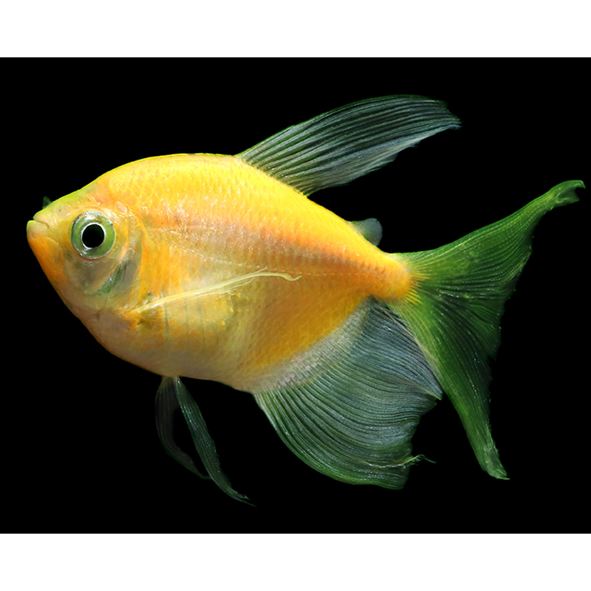 GloFish® Sunburst Orange Longfin Tetra - thumbnail 2