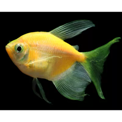Product GloFish® Sunburst Orange Longfin Tetra