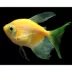 GloFish® Sunburst Orange Longfin Tetra image thumbnail 2