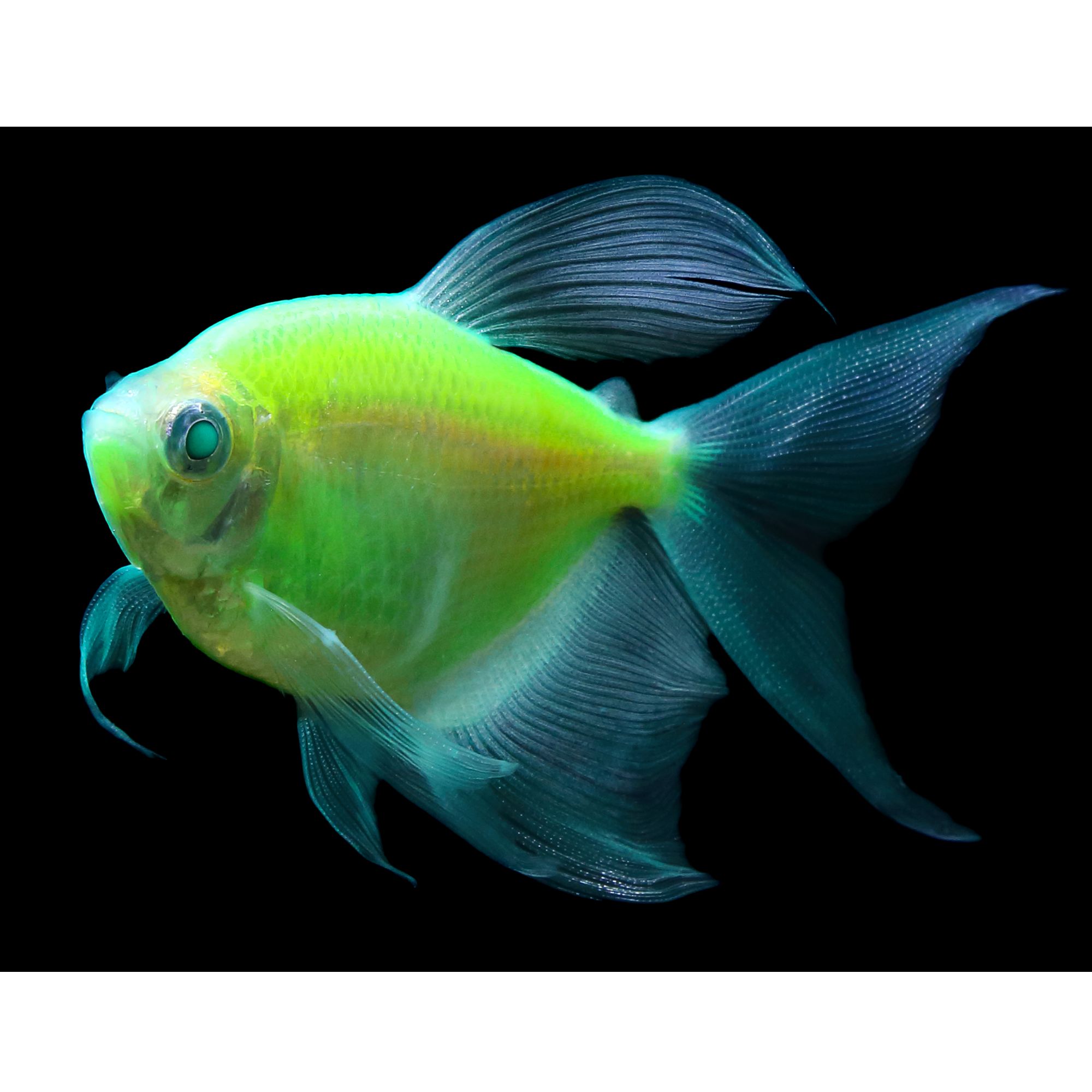 Petsmart glofish 2025