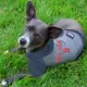 Product Boston Red Sox MLB Hoodie Tee