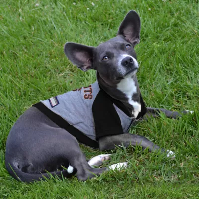 Product San Francisco Giants MLB Hoodie Tee
