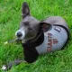 Product San Francisco Giants MLB Hoodie Tee