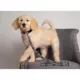 Product Chicago White Sox MLB Leash