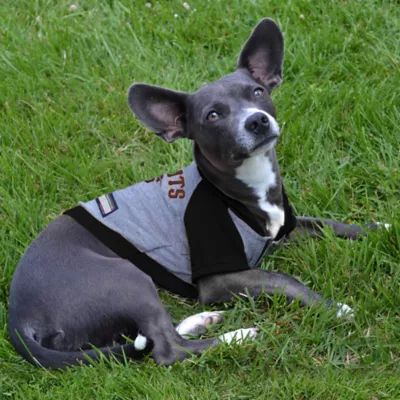 Product San Francisco Giants MLB Hoodie Tee
