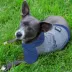 Los Angeles Dodgers MLB Hoodie Tee image thumbnail 2