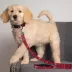 Washington Nationals MLB Dog Leash image thumbnail 2
