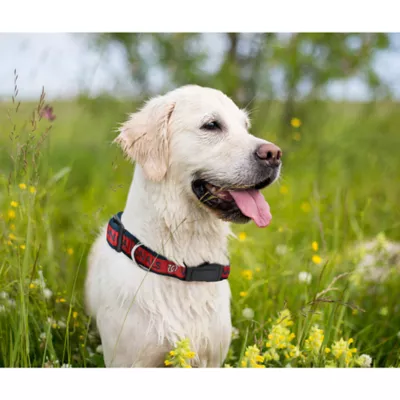 Product Washington Nationals MLB Dog Collar