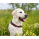 Product Washington Nationals MLB Dog Collar