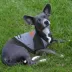Baltimore Orioles MLB Hoodie Tee image thumbnail 3