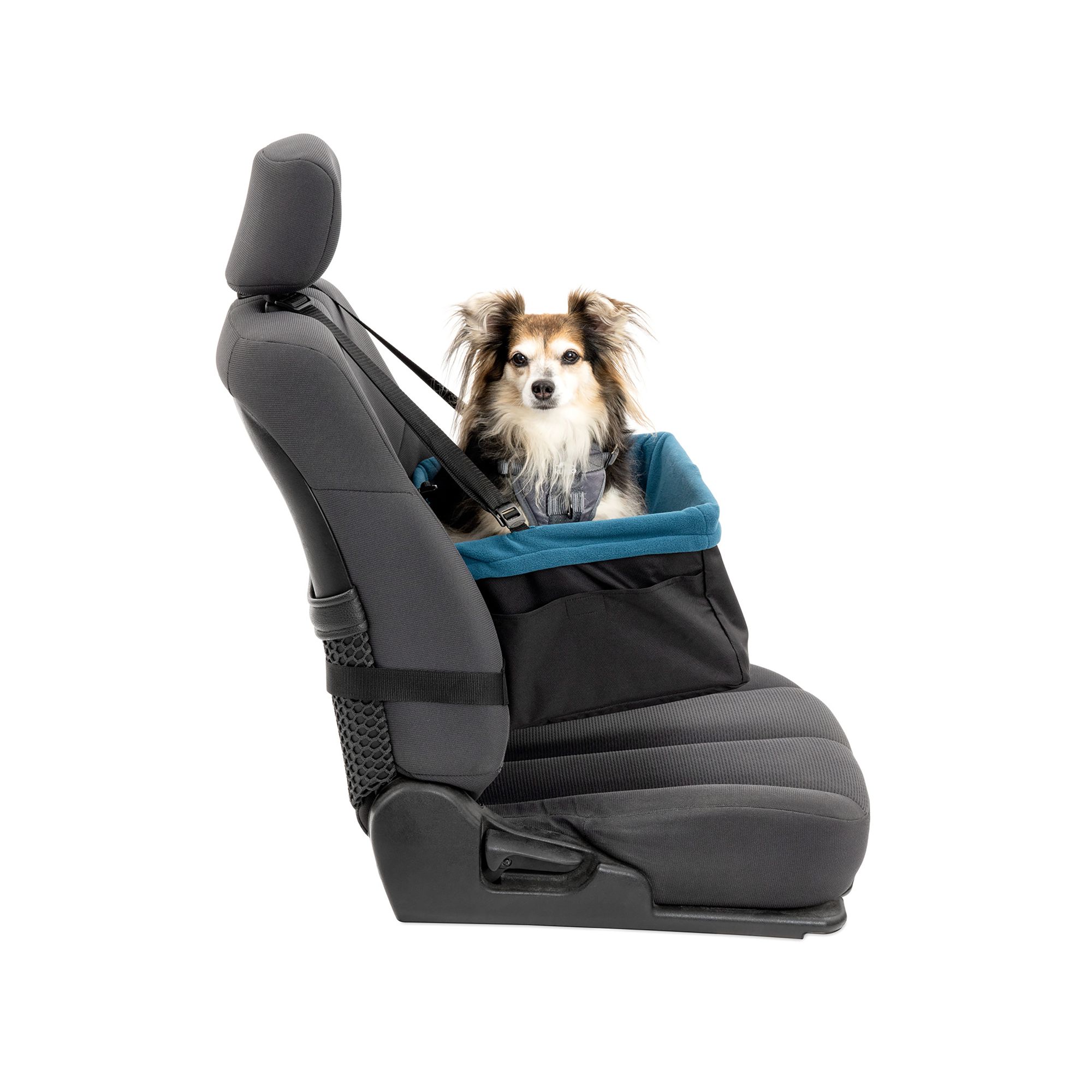 dog car containment