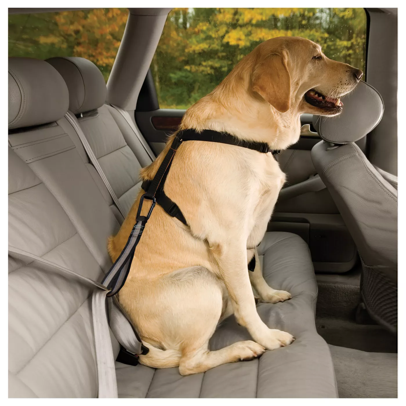 Dog seat belt small dog hotsell