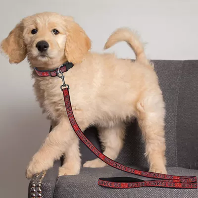 Product Boston Red Sox MLB Dog Leash