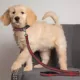 Product Boston Red Sox MLB Dog Leash