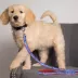 Texas Rangers MLB Dog Leash image thumbnail 2