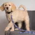 Kansas City Royals MLB Dog Leash image thumbnail 2