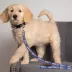 Kansas City Royals MLB Dog Leash image thumbnail 2