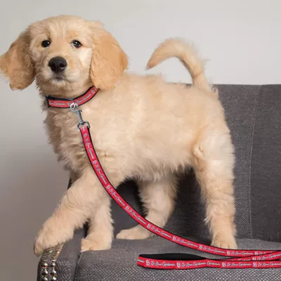 Product St. Louis Cardinals MLB Dog Leash