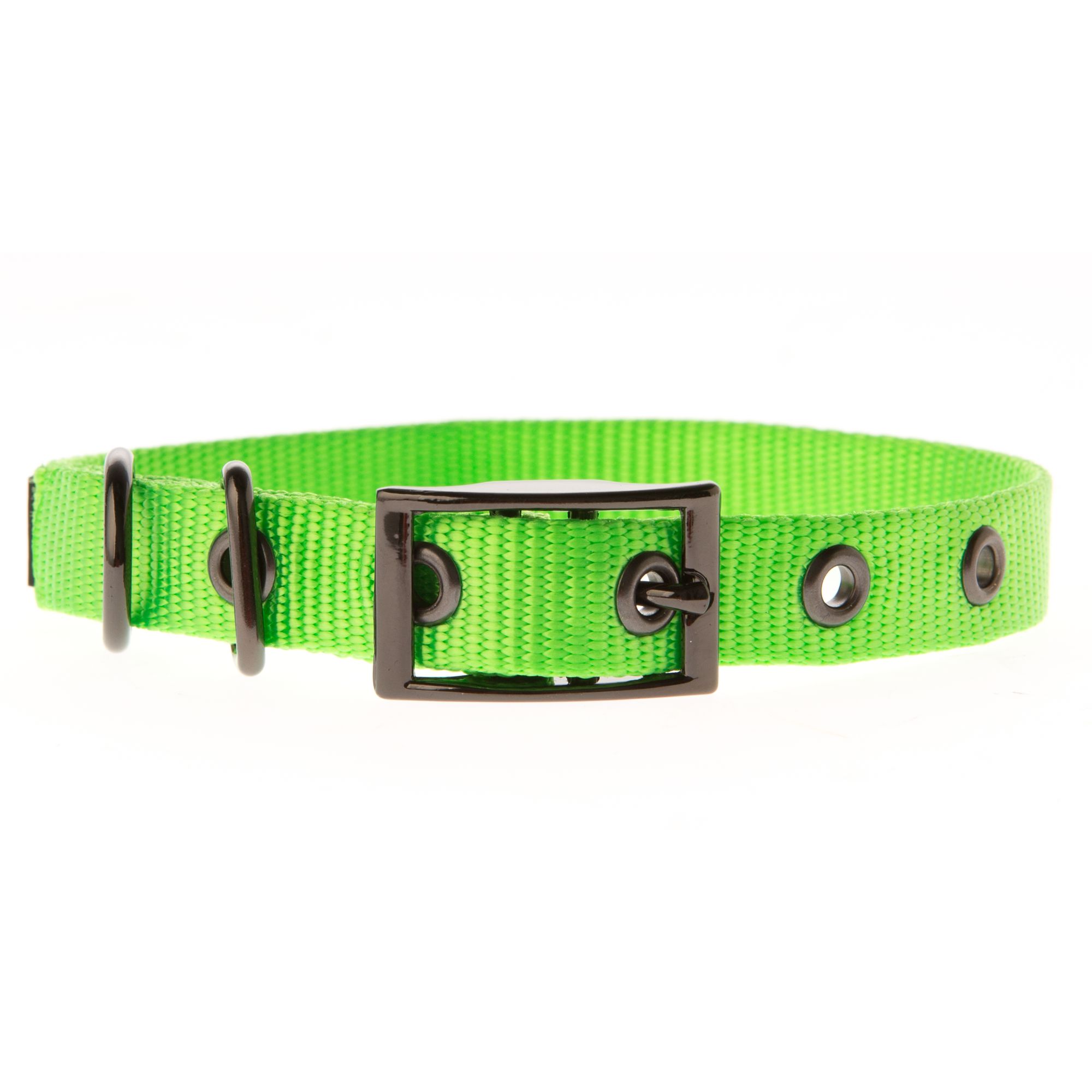 buckle dog collars