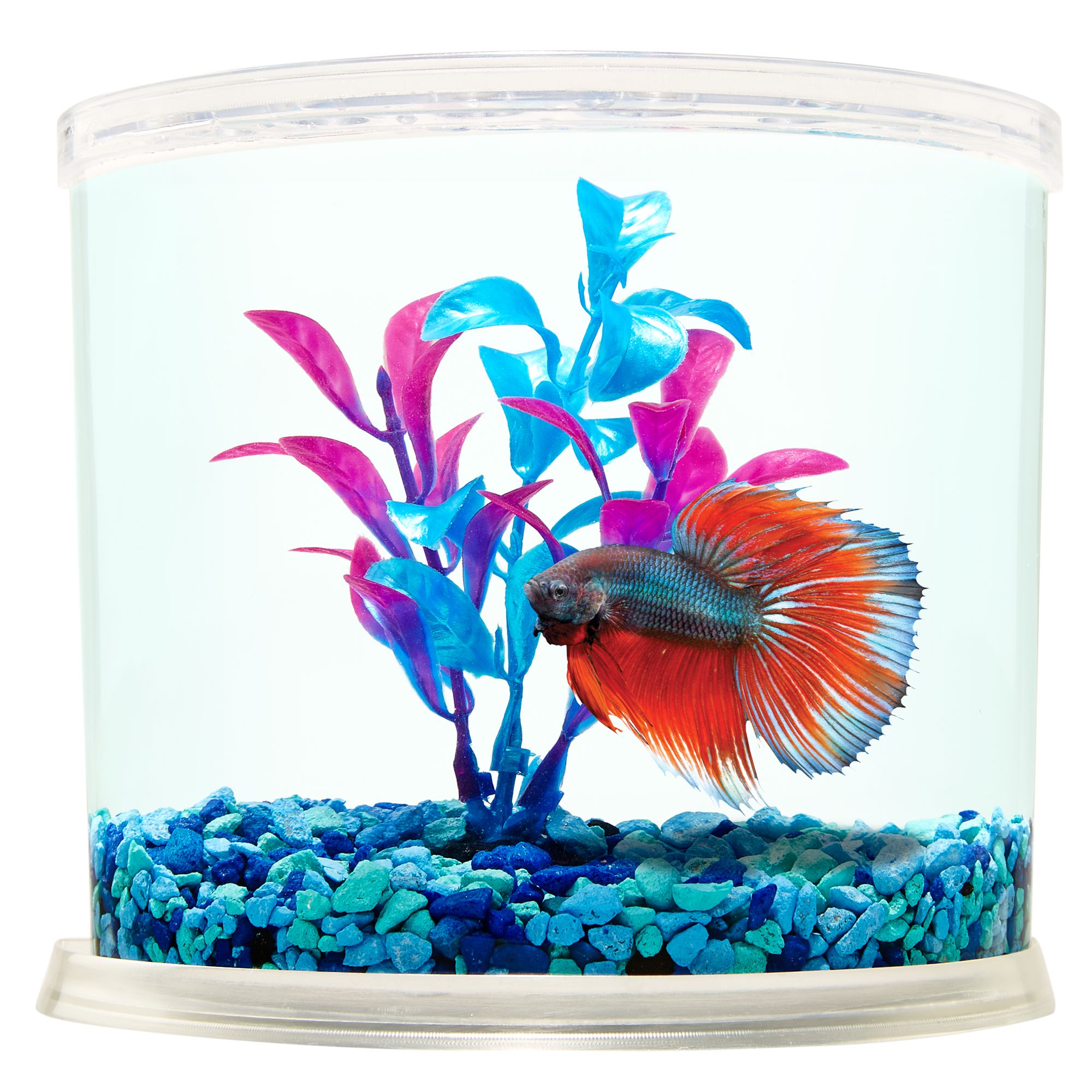 betta fish toys petsmart