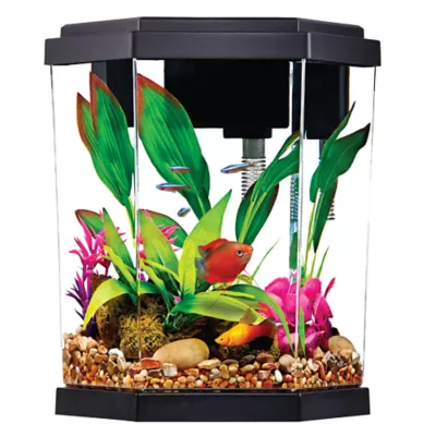 Petsmart 3 gallon tank best sale