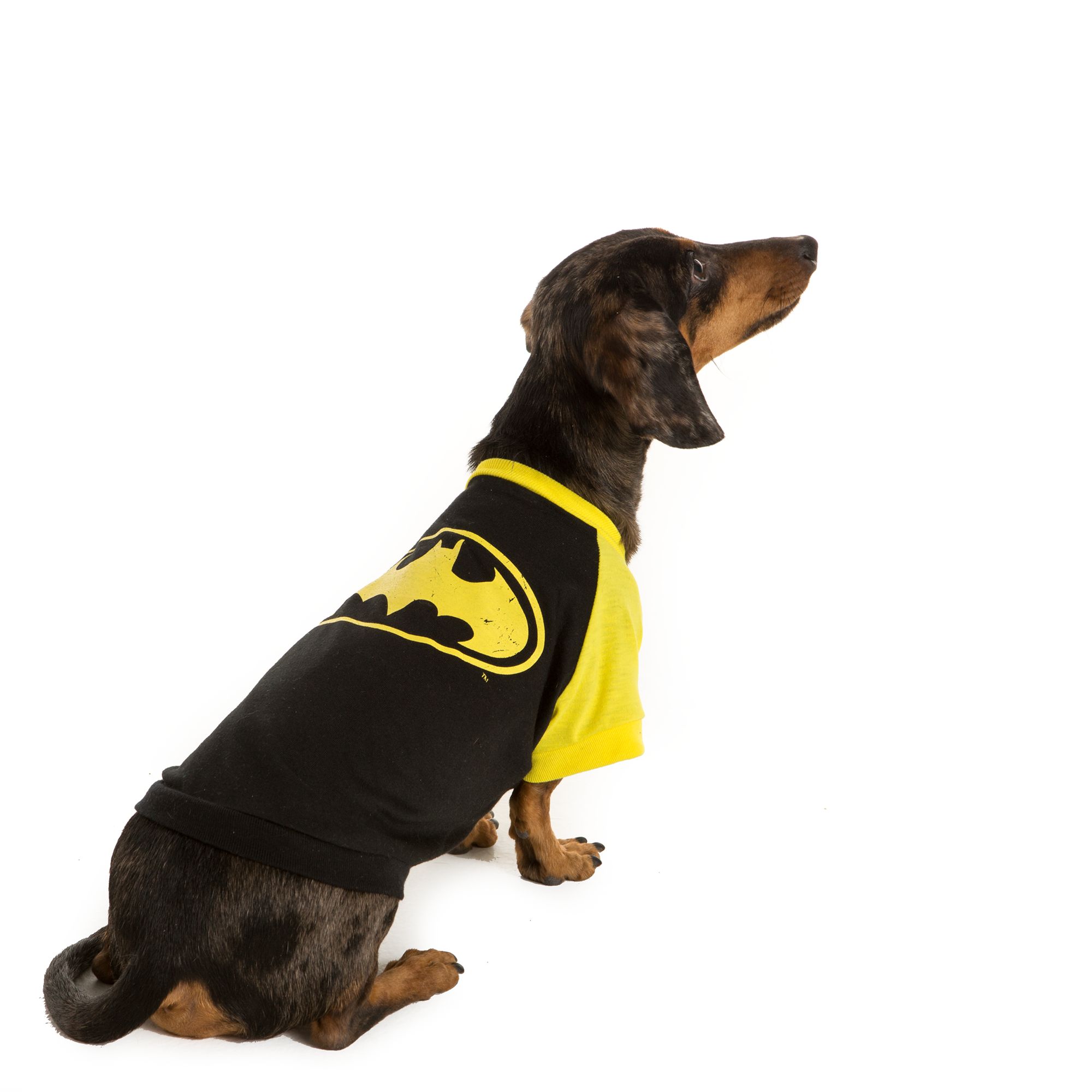 thunder shirts for dogs petsmart