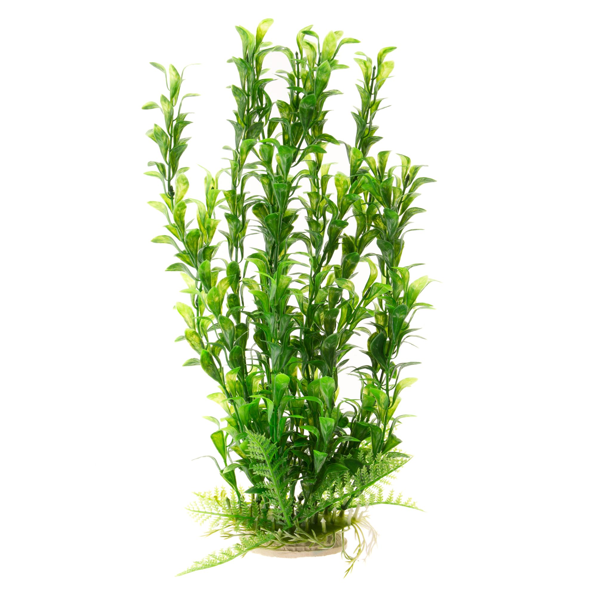 Petsmart shop aquatic plants