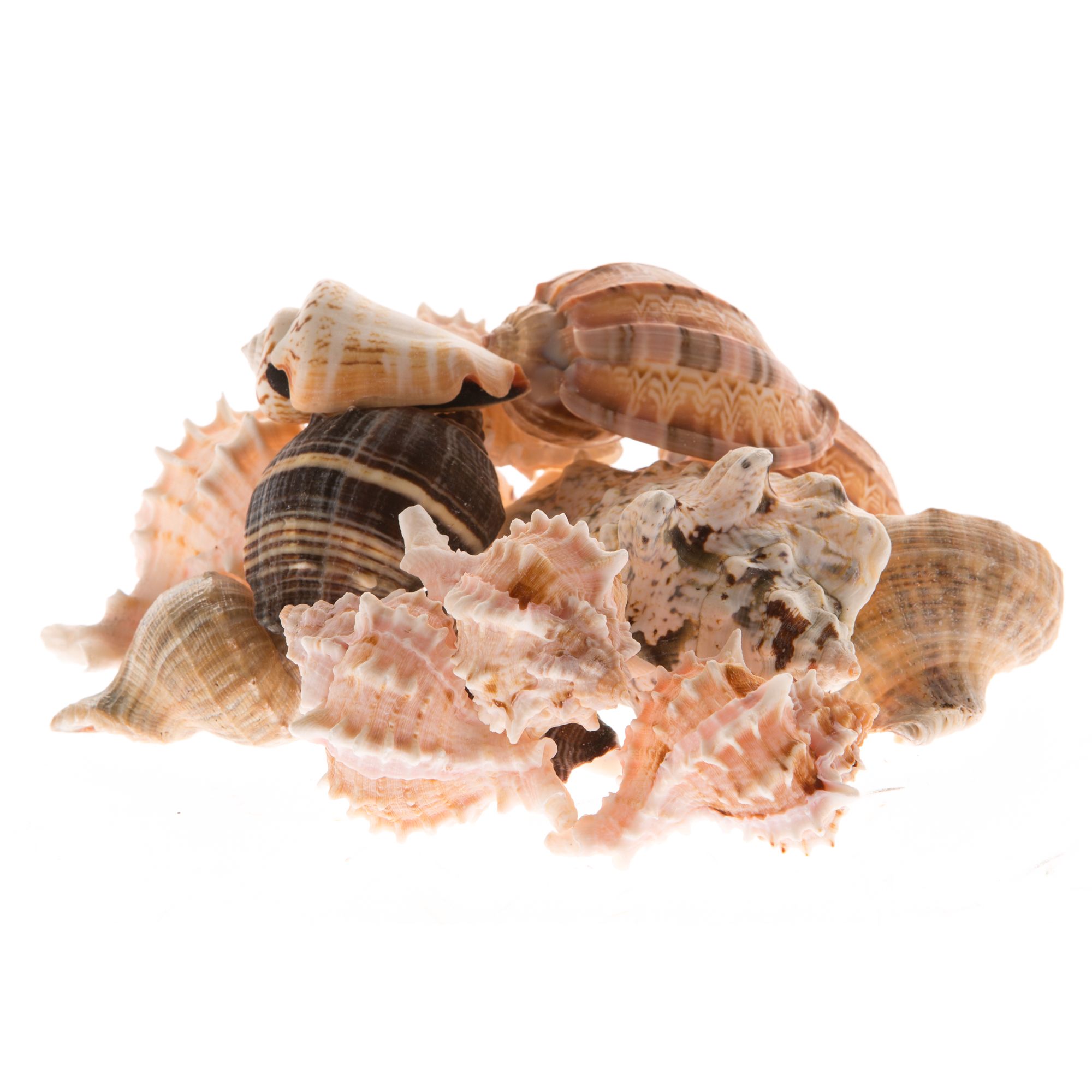 Zoo Med Mixed Fancy Hermit Crab Shells reptile Habitat D cor