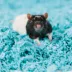 carefresh® Colorful Creations Small Pet Bedding - Blue image thumbnail 4