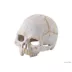 Exo Terra® Primate Skull image thumbnail 1