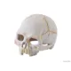 Product Exo Terra® Primate Skull