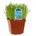 Freeman Herbs Living Catgrass image thumbnail 1