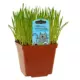 Product Freeman Herbs Living Cat Grass - Organic