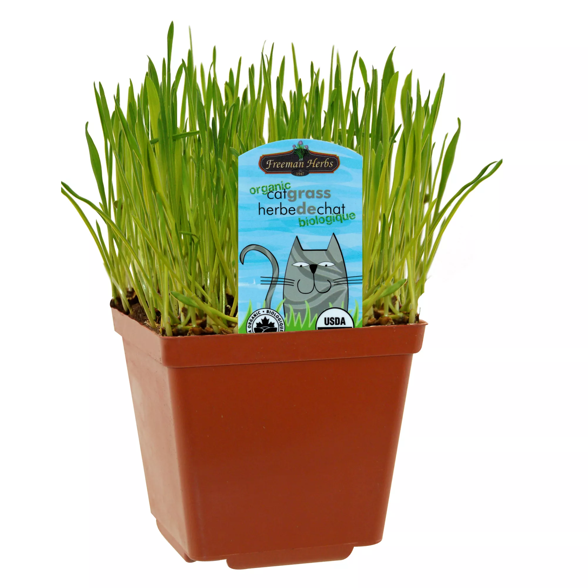 Freeman Herbs Living Cat Grass - Organic