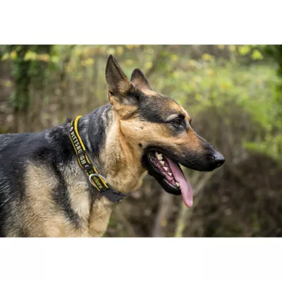 Product Pittsburgh Steelers NFL Dog Collar