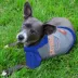 Florida Gators NCAA Hoodie T-Shirt image thumbnail 2