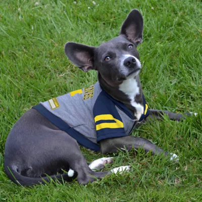 Michigan Wolverines NCAA Hoodie T-Shirt - Image 3
