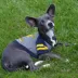 Michigan Wolverines NCAA Hoodie T-Shirt image thumbnail 3