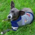 Kansas Jayhawks NCAA Hoodie T-Shirt image thumbnail 2