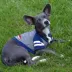 Kansas Jayhawks NCAA Hoodie T-Shirt image thumbnail 3