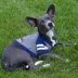 Kansas Jayhawks NCAA Hoodie T-Shirt image thumbnail 3