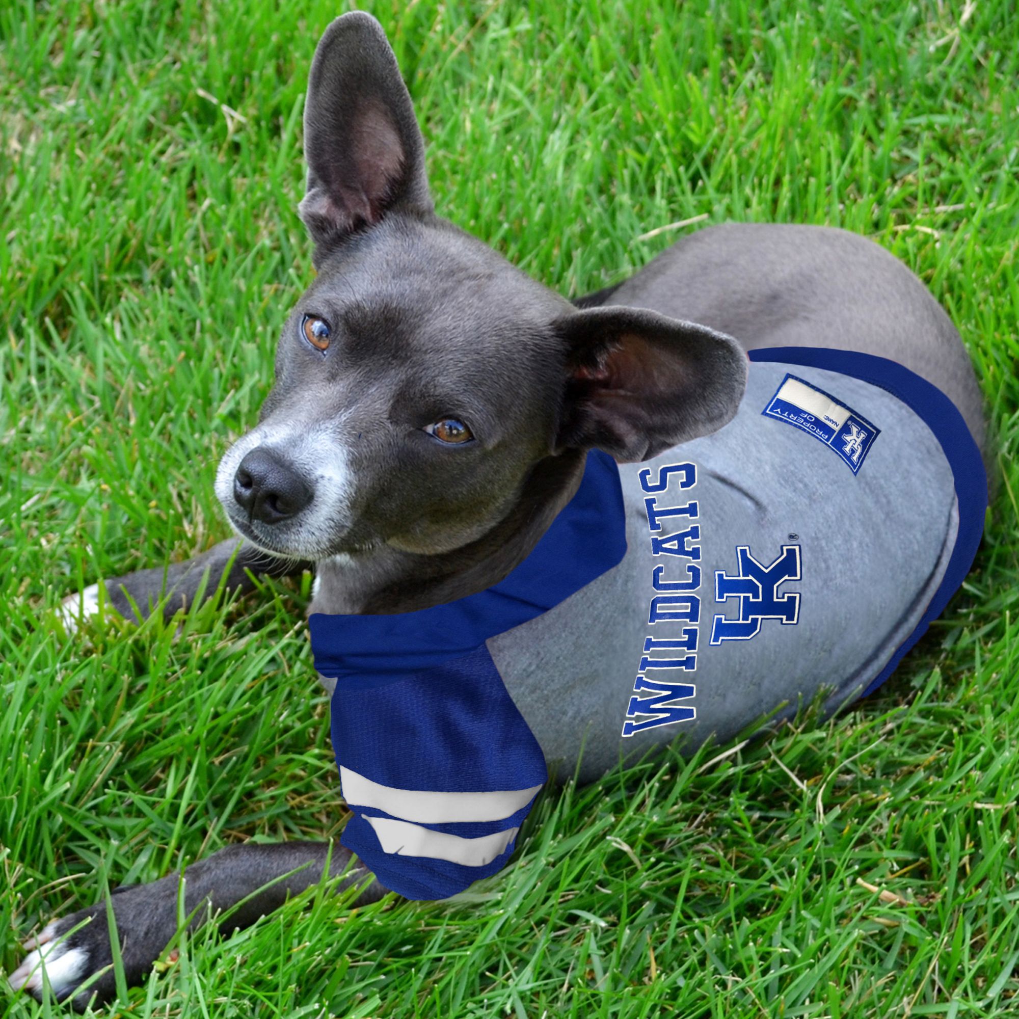 Dallas cowboys dog jersey petsmart best sale