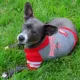Product Ohio State Buckeyes NCAA Hoodie T-Shirt