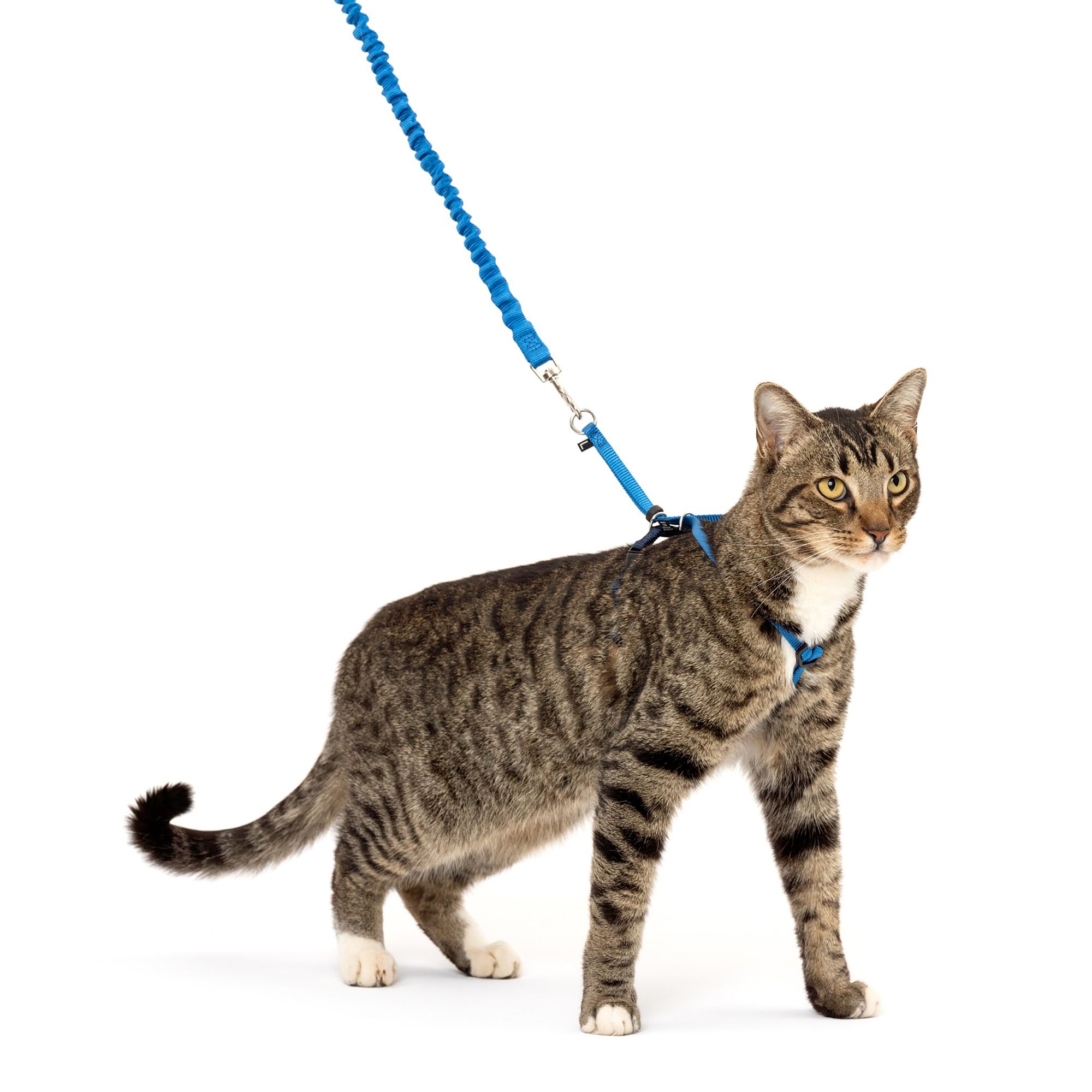 come with me cat harness