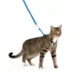 Product PetSafe® Come with Me Kitty Harness and Bungee Leash - Adjustable - Royal Blue