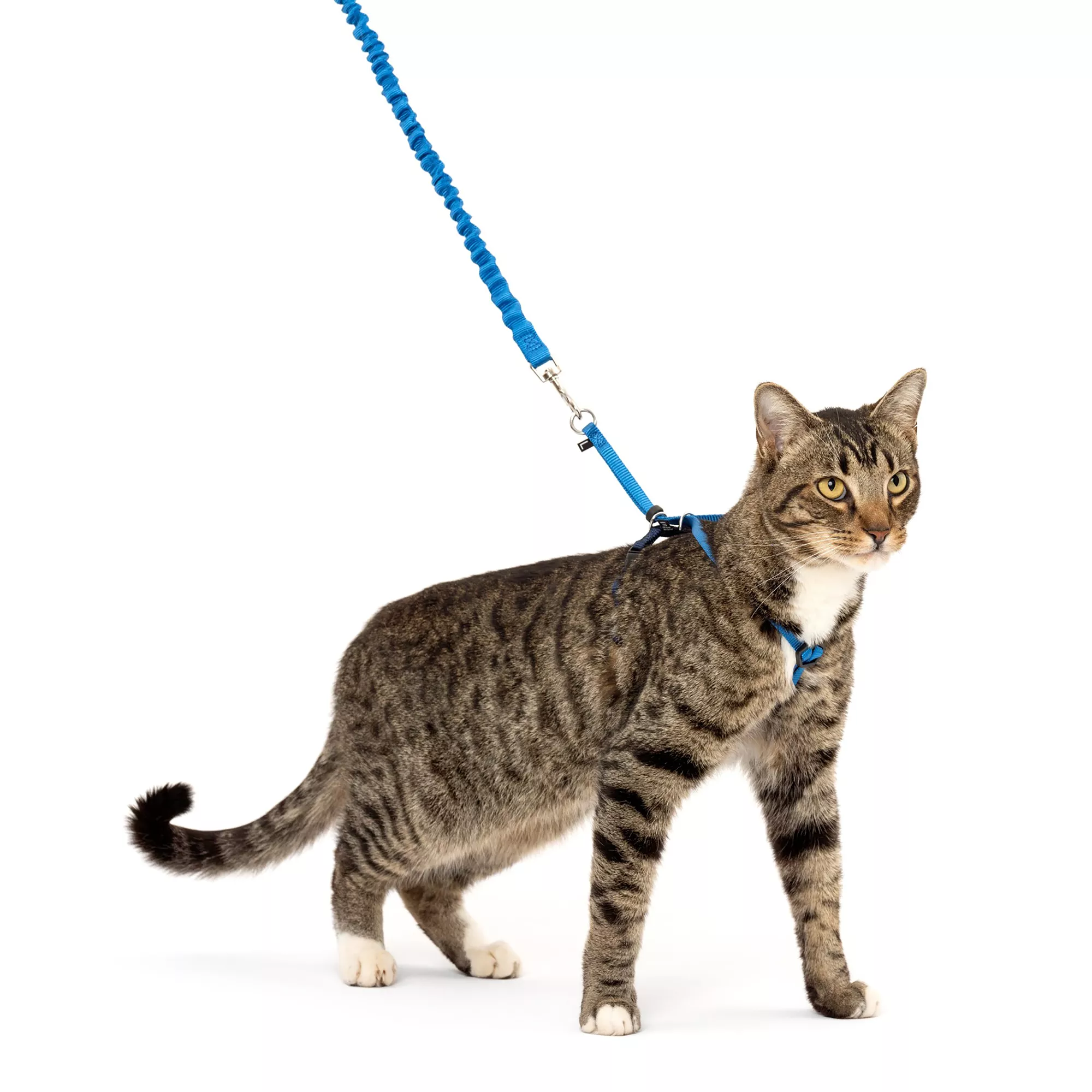 PetSafe® Come with Me Kitty Harness and Bungee Leash - Adjustable - Royal Blue