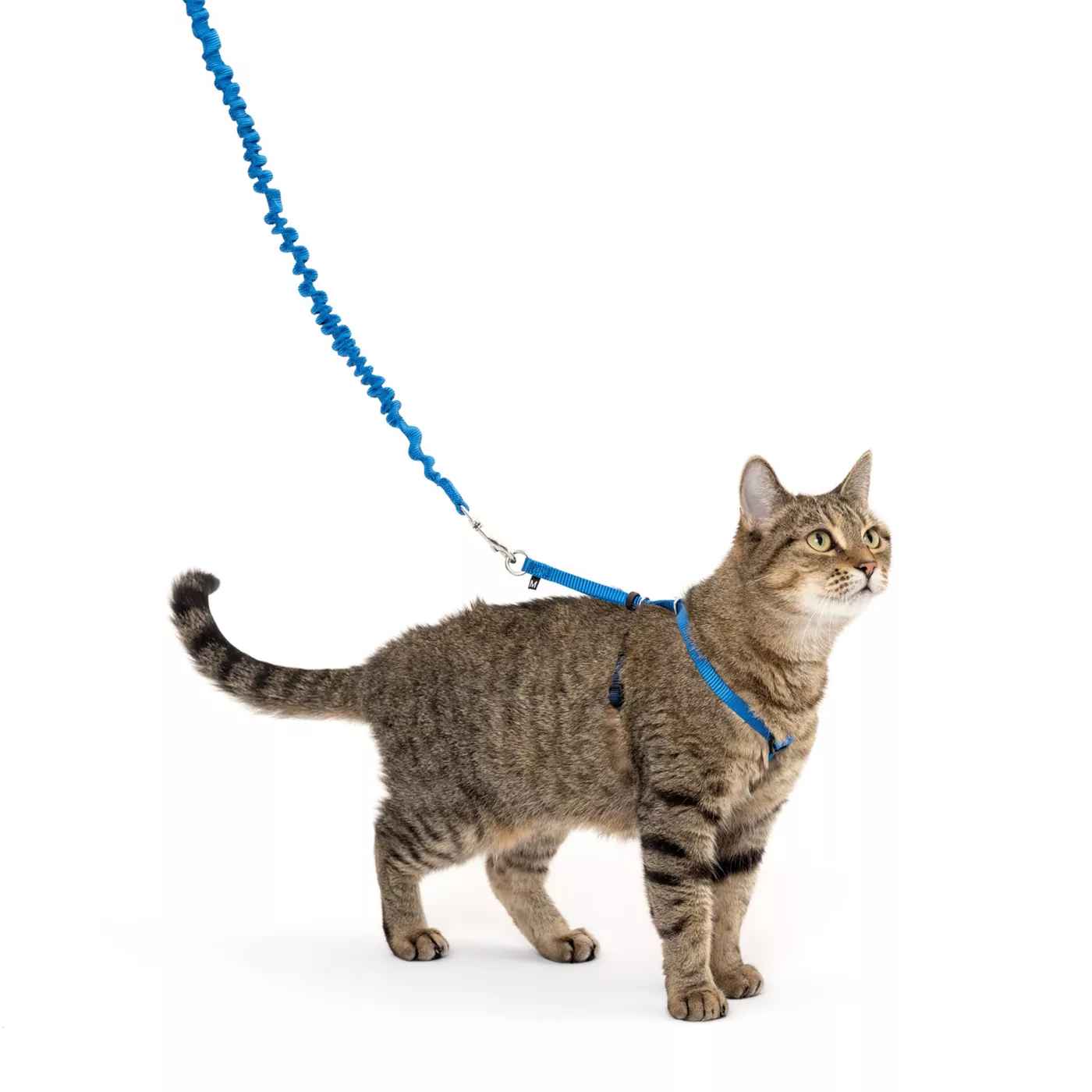 PetSafe Come with Me Kitty Harness and Bungee Leash Adjustable Royal Blue