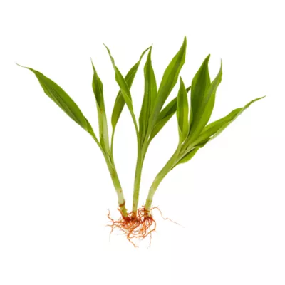 Product Top Fin® Gold Ribbon Semi-Aquatic Live Plant