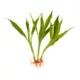Product Top Fin® Gold Ribbon Semi-Aquatic Live Plant